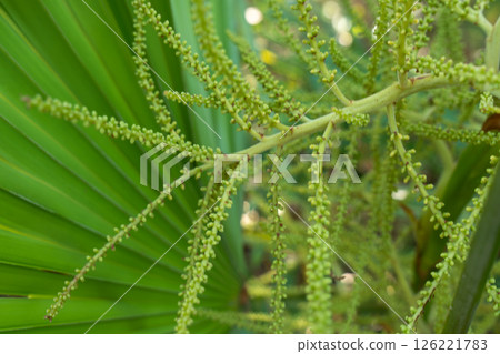 Closeup of green palm buds with leaf texture 126221783
