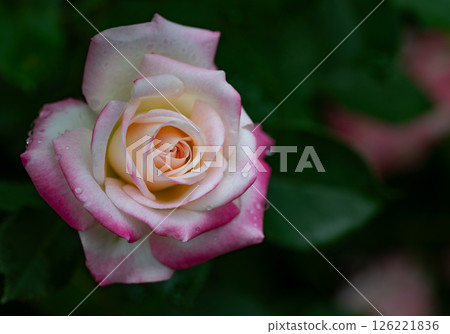 rose	 126221836