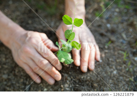 Planting snap pea seedlings 126221879