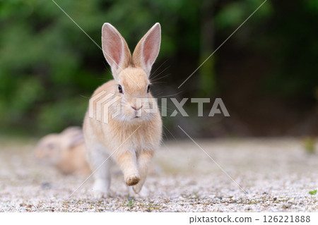 兔子跳過 兔子跳過 126221888