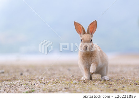 兔子招手 126221889