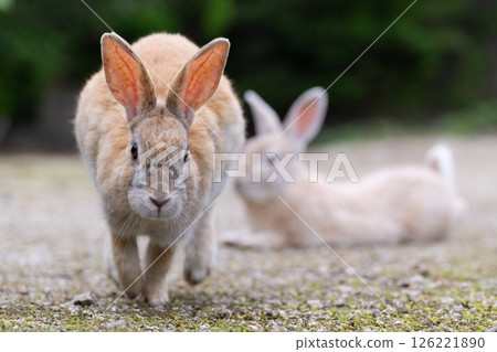 兔子衝過來 兔子衝過來 126221890