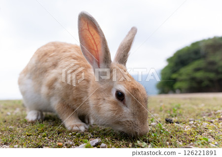 Rabbit to eat grass Rabbit to eat grass 126221891