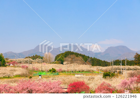 A landscape with blue sky, pink peach and plum blossoms and mountains A landscape with blue sky, pink peach and plum blossoms and mountains 126221946