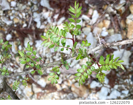 Inuzansho (Japanese pepper) New shoots Inuzansho (Japanese pepper) New shoots 126222070