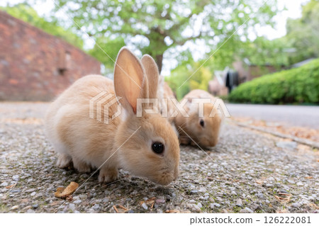 Baby rabbit searching for food Baby rabbit searching for food 126222081