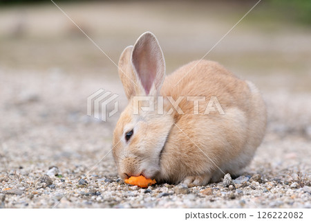 Child rabbits' meal Child rabbits' meal 126222082
