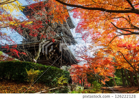 Autumn foliage colorful garden by pagoda in Shinnyodo temple,Kyoto 126222128