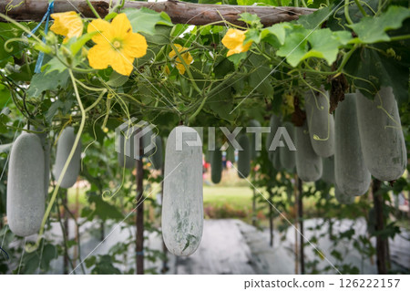 Green winter melon with ivy plant in greenhouse farm Green winter melon with ivy plant in greenhouse farm 126222157