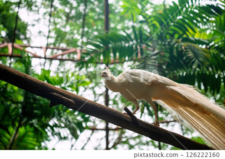 White female peacock walk on tree trunk in big zoo cage, Korat 126222160