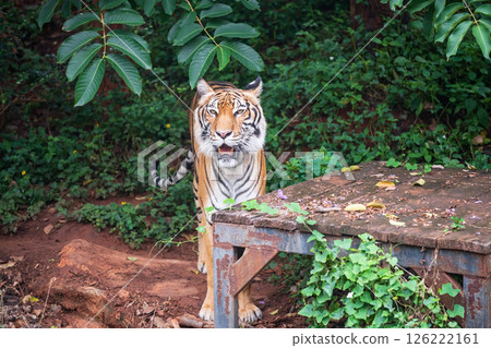 Portrait of strong tiger by wooden table at Korat zoo, Thailand 126222161