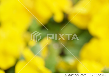 Yellow background material using plants Yellow background material using plants 126222362
