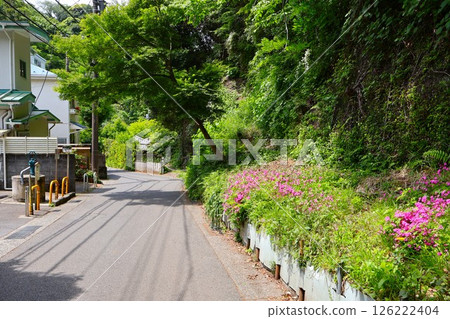 鮮花盛開的明月院街（神奈川縣鎌倉市山之內） 126222404