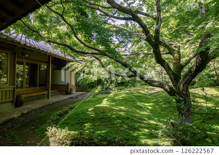 以苔蘚庭園聞名的西勝寺【茨城縣築西市】 以苔蘚庭園聞名的西勝寺【茨城縣築西市】 126222567