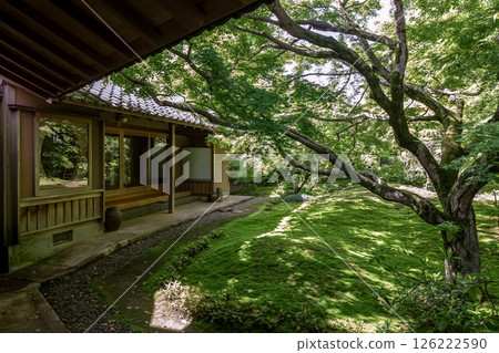 以苔蘚庭園聞名的西勝寺【茨城縣築西市】 126222590