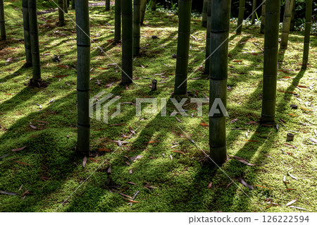 西勝寺竹林，以苔蘚花園聞名的寺廟 126222594