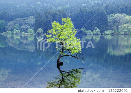 Submerged forest of Lake Hokuryu Submerged forest of Lake Hokuryu 126222691