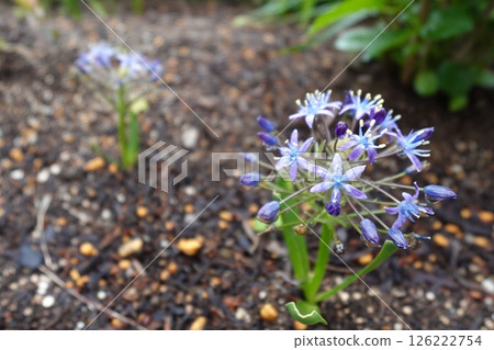 Otetsubo(Schiller Perubiana) Otetsubo(Schiller Perubiana) 126222754