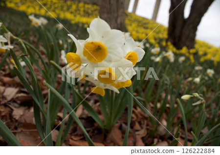 水仙 水仙 126222884