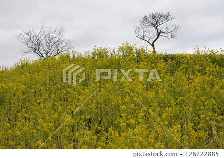 強姦開花 126222885