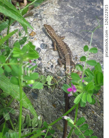A Japanese grass lizard emerging from the grass 126222915