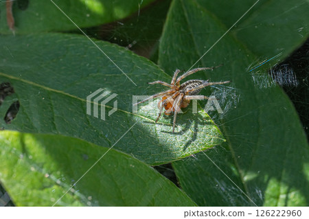 Bunting spider (subadult) Bunting spider (subadult) 126222960