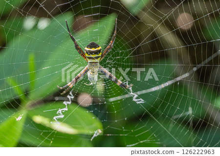 Koganegmo Koganegmo 126222963