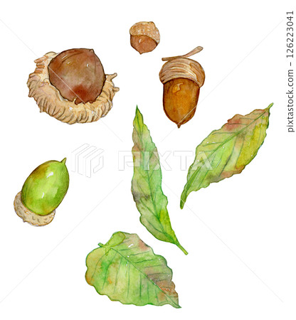 Watercolor illustration: Many acorns Watercolor illustration: Many acorns 126223041
