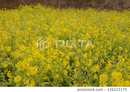 Rape blossoms Rape blossoms 126223175
