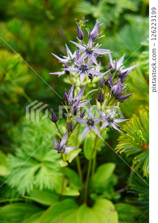 Miyama Akebonoso 126223199