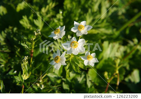 Hakusan Ichige 126223200