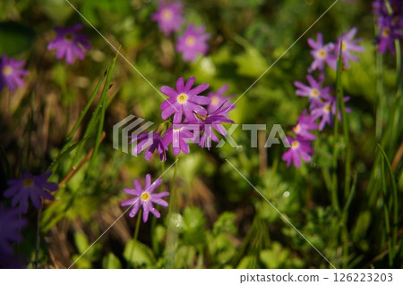 Hakusan Kozakura 126223203