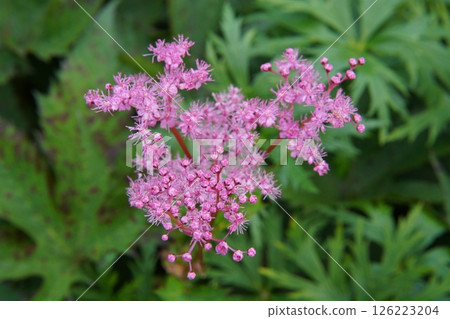 Shimotsukesou 126223204