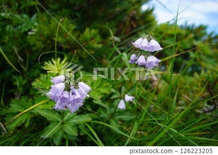 白山沙丁 126223205