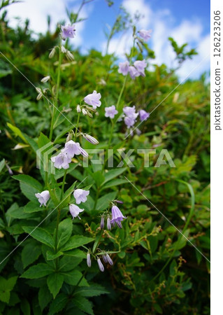 白山沙丁 126223206