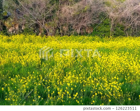 A view of blooming rape blossoms and dead trees along the Edogawa River bank from the bank 126223511