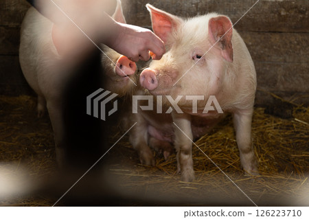 The process of caring for pigs within a farm environment involves various important aspects The process of caring for pigs within a farm environment involves various important aspects 126223710