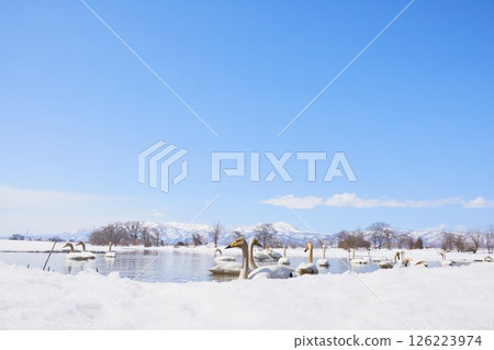 一群天鵝在北海道的春天造訪 126223974