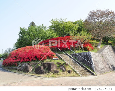 四月,靜岡縣秋葉山公園的霧島杜鵑花 四月,靜岡縣秋葉山公園的霧島杜鵑花 126223975