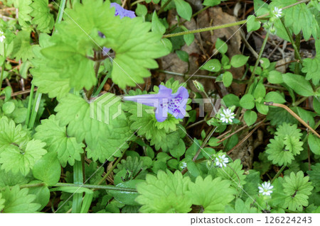 A gift from nature: green medicine, chickweed and chickweed A gift from nature: green medicine, chickweed and chickweed 126224243