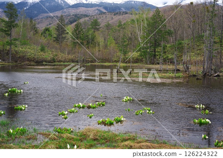 Spring in Norikura Plateau: Skunk cabbage blooming in the Loach Pond at Ichinose Garden Spring in Norikura Plateau: Skunk cabbage blooming in the Loach Pond at Ichinose Garden 126224322