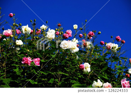 藍天下盛開的芙蓉花[相模原市津久井 10月] 126224333