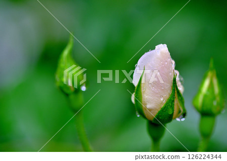 雨季冰山中的白玫瑰 126224344