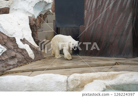 北極熊坐著 126224397