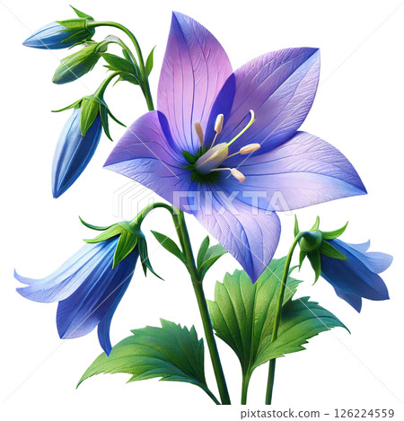 Simple and beautiful bellflower 126224559