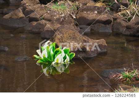 Spring in Norikura Plateau: Skunk cabbage blooming around the Maimenoike parking lot at Ichinoseenchi 126224565