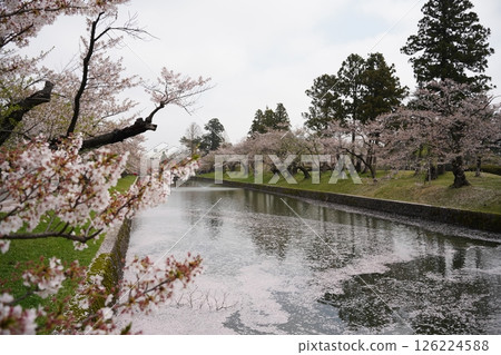 櫻花在池塘里 櫻花在池塘里 126224588