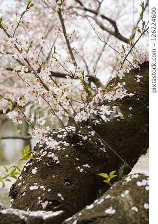 Cherry petals 126224600