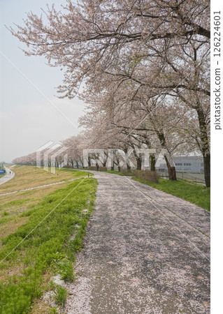Road with cherry blossoms 126224601