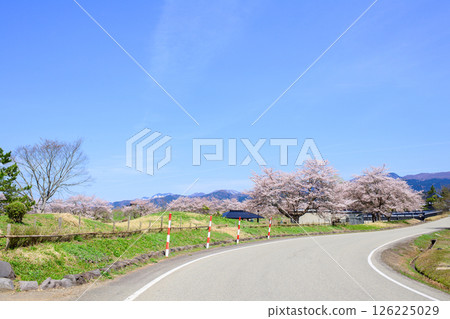 Cherry blossoms in bloom at the battlefield of the Gosannen War in Yokote, Akita Prefecture 126225029